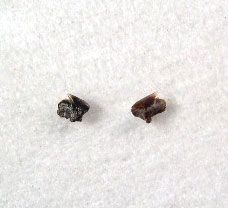 Squalus smithi