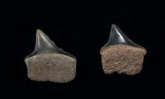 Xiphodolamia eocaena 