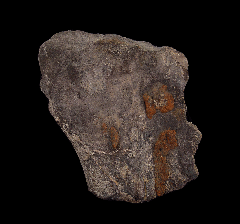 Camarasaurus ulna section from Wyoming | Buried Treasure Fossils