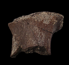 Camarasaurus fibula bone section | Buried Treasure Fossils