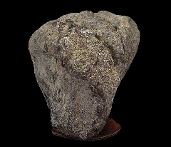 Camarasaurus femur section from Wyoming | Buried Treasure Fossils