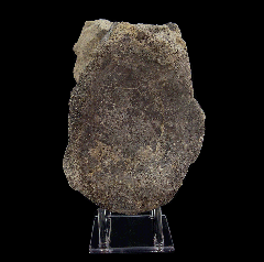 Camarasaurus caudal vertebra from Bone Cabin Quarry | Buried Treasure Fossils