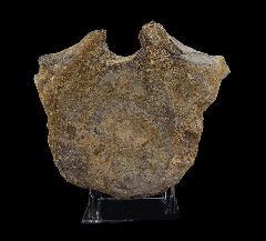 Camarasaurus vertebra from Wyoming | Buried Treasure Fossils