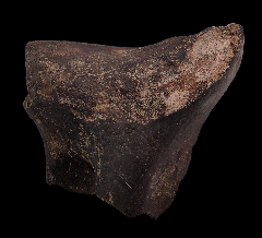Camarasaurus tibia section from Wyoming | Buried Treasure Fossils