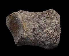Camarasaurus ulna bone section | Buried Treasure Fossils