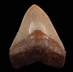 Chilean Megalodon tooth 
