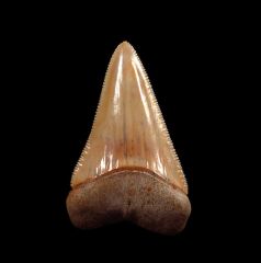 Big Chilean Great White shark tooth for sale | Buried Treasure Fossils