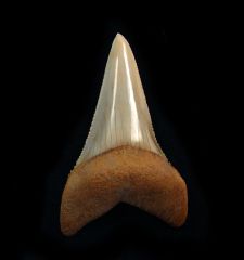 Carcharodon hubbelli