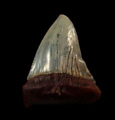 Perfect Chilean Great White shark tooth for sale | Buried Treasure Fossils