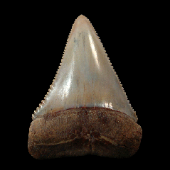Gray Chilean Great White shark tooth for sale