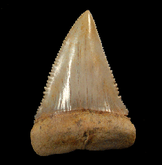 Gem Chilean Great White shark tooth for sale