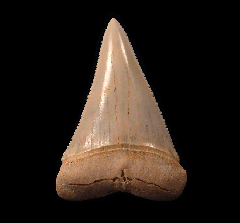 Gem Chilean Great White shark tooth for sale | Buried Treasure Fossils