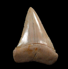 Gem Chilean Great White shark tooth for sale
