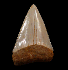 Cheap Great White shark tooth for sale | Buried Treasure Fossils
