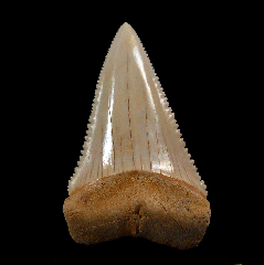 Gem Chilean Great White shark tooth for sale
