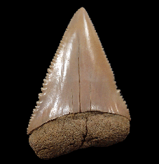 Cheap Great White shark tooth for sale | Buried Treasure Fossils