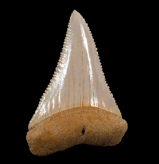 Real Chilean Great White shark tooth for sale | Buried Treasure Fossils