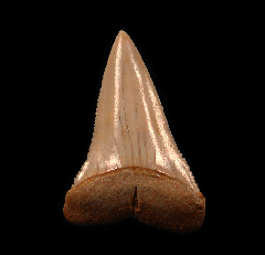 Great White shark transition tooth for sale | Buried Treasure Fossils