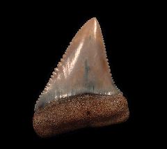 Perfect Chilean Great White tooth for sale | Buried Treasure Fossils