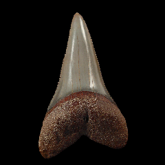 Rare Colorful Chilean Carcharodon carcharias shark tooth for sale 