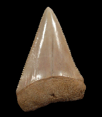 Cheap Great White shark tooth for sale | Buried Treasure Fossils