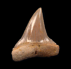 Chilean Carcharodon hubbelli tooth for sale | Buried Treasure Fossils