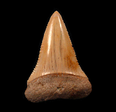 Great White tooth from Chile | Buried Treasure Fossils