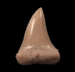 Gem Chilean Great White shark tooth for sale | Buried Treasure Fossils