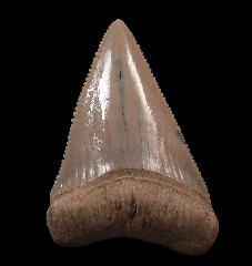Gem Chilean Great White shark tooth for sale | Buried Treasure Fossils