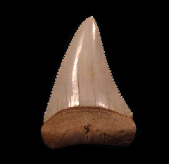 Quality Chile Great White shark tooth for sale | Buried Treasure Fossils