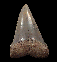 Quality Chile Great White shark tooth for sale | Buried Treasure Fossils