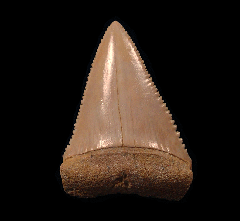 Great White tooth from Chile | Buried Treasure Fossils