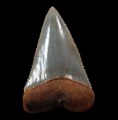 Rare Colorful Chilean Carcharodon carcharias shark tooth for sale 