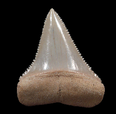 Rare Colorful Chilean Carcharodon carcharias shark tooth for sale | Buried Treasure Fossils