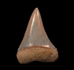 Great White tooth from Chile | Buried Treasure Fossils