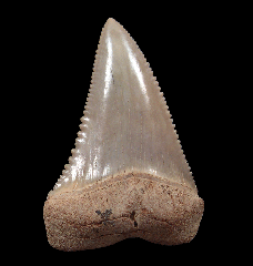 Quality orange Great White tooth for sale - lateral jaw | Buried Treasure Fossils