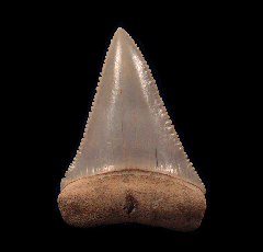Great White tooth from Chile | Buried Treasure Fossils