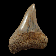 Cheap Great White shark tooth for sale | Buried Treasure Fossils