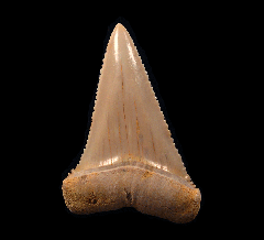 Great White tooth from Chile | Buried Treasure Fossils