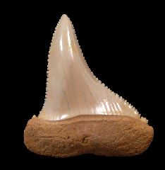 Cheap Great White shark tooth for sale | Buried Treasure Fossils
