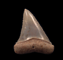 Lower Chilean Great White tooth for sale | Buried Treasure Fossils