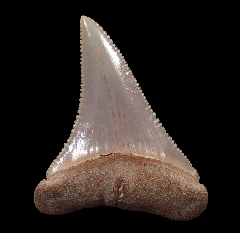 Lower Chilean Great White tooth for sale | Buried Treasure Fossils