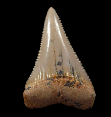 Cheap Great White shark tooth for sale | Buried Treasure Fossils