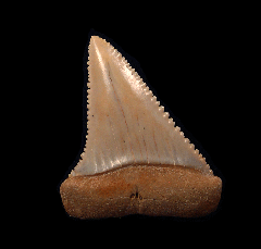 Perfect Chilean Great White tooth for sale | Buried Treasure Fossils