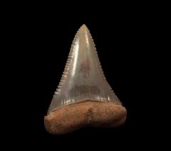 Carcharodon carcharias tooth for sale - lower jaw anterior | Buried Treasure Fossils