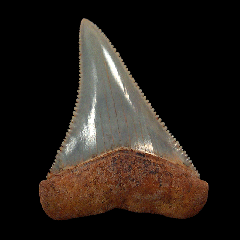 Carcharodon carcharias tooth for sale