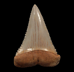 Cheap Great White shark tooth for sale | Buried Treasure Fossils
