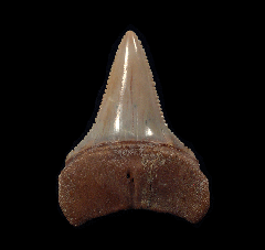 Great White tooth from Chile | Buried Treasure Fossils