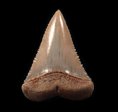 Real Chilean Great White tooth for sale | Buried Treasure Fossils
