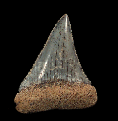 Real Chilean Great White tooth for sale